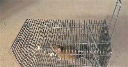 治老鼠常用方法