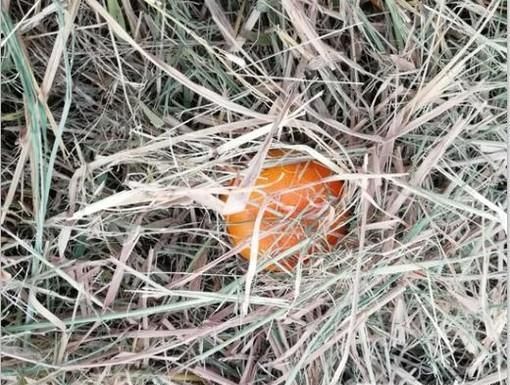 橘子该如何保存？食用有什么好处与禁忌？