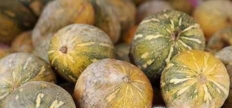 南瓜为什么越老越好