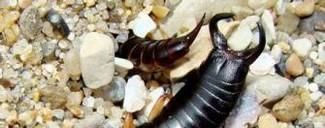 家里有蠼螋怎么消灭