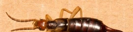 家里有蠼螋怎么消灭