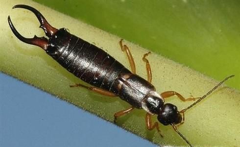 家里有蠼螋怎么消灭