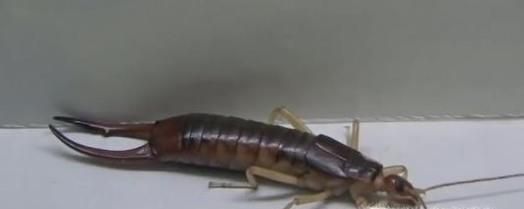 家里有蠼螋怎么消灭