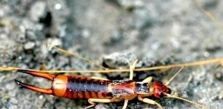 家里有蠼螋怎么消灭