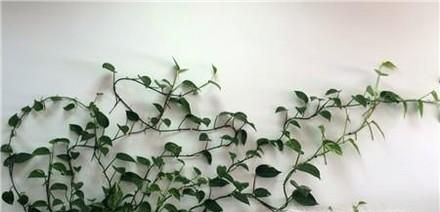 地板砖有臭味怎么办