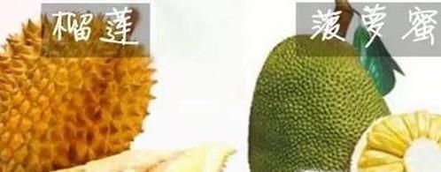 榴莲和菠萝蜜的区别