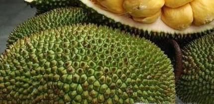 榴莲和菠萝蜜的区别