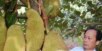 榴莲和菠萝蜜的区别