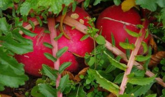 鸡肝可以和红萝卜一起吃吗