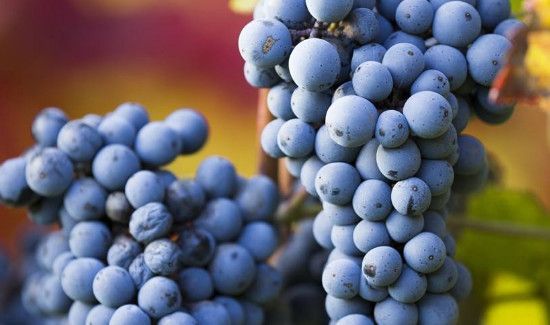 鸡肝可以和葡萄一起吃吗