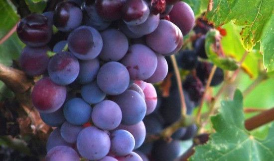 鸡肝可以和葡萄一起吃吗