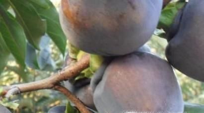 怪异水果大扫盲 奇葩水果：科普贴