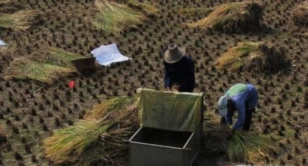 秋收如何收谷子