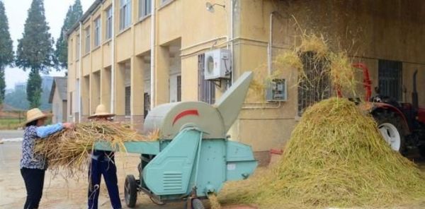 秋收如何收谷子