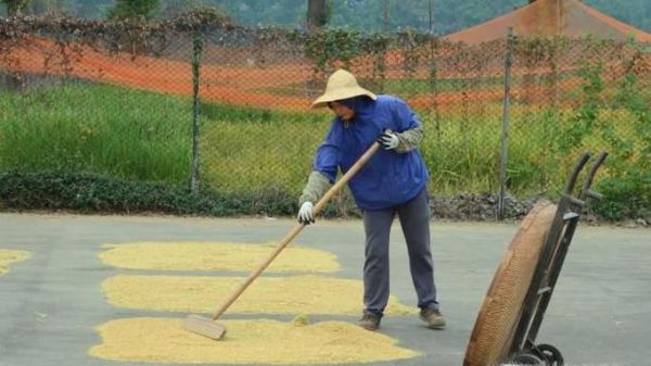 秋收如何收谷子