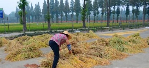 秋收如何收谷子
