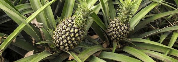 菠萝可以和蜂蜜一起食用吗