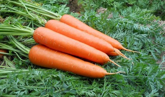 兔肉可以和胡萝卜一起吃吗