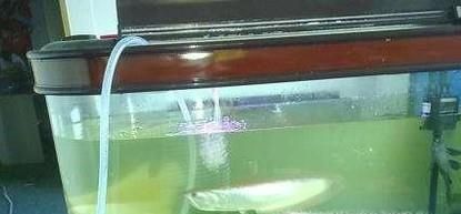 如何清洗家里的大型鱼缸并换水