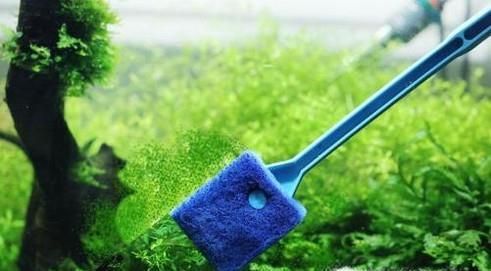 如何清洗家里的大型鱼缸并换水