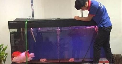 如何清洗家里的大型鱼缸并换水