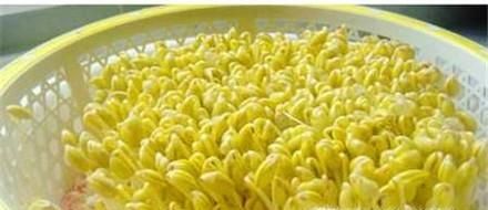 如何将黄豆做成豆芽