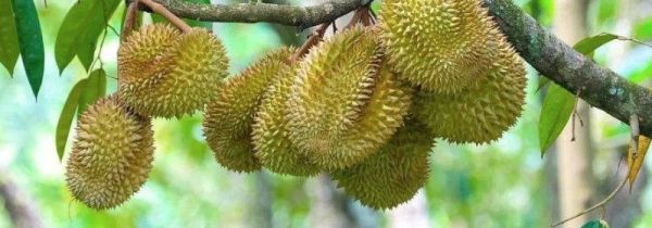 榴莲可以和红薯一起吃吗?