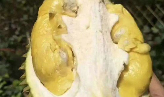 榴莲可以和红薯一起吃吗?