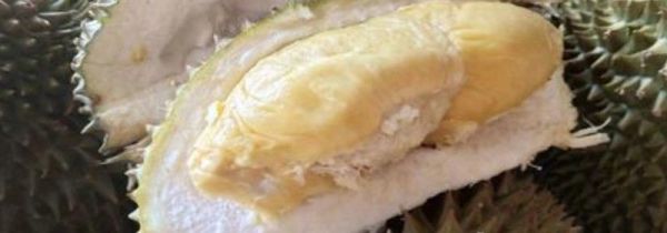 榴莲可以和酸奶一起吃吗