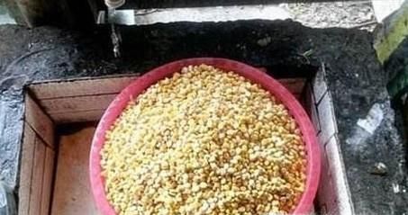 煮熟的玉米怎么发酵