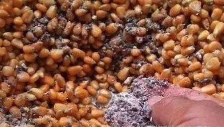 煮熟的玉米怎么发酵