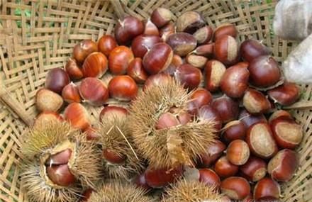 怎样把板栗从树上取下来—怎样得到好的板栗