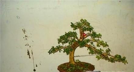 黄杨盆景制作教程