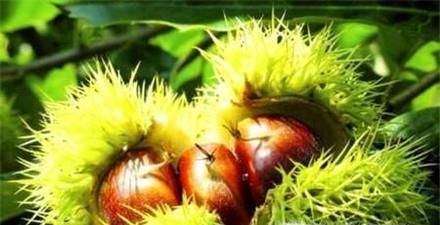 怎样把板栗从树上取下来—怎样得到好的板栗