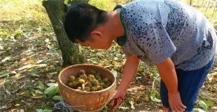 怎样把板栗从树上取下来—怎样得到好的板栗