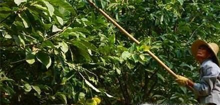 怎样把板栗从树上取下来—怎样得到好的板栗