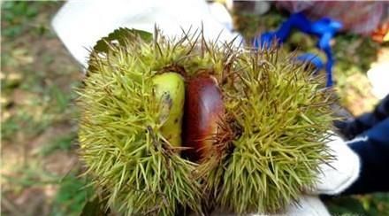 怎样把板栗从树上取下来—怎样得到好的板栗