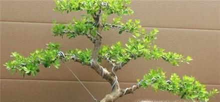 黄杨盆景制作教程