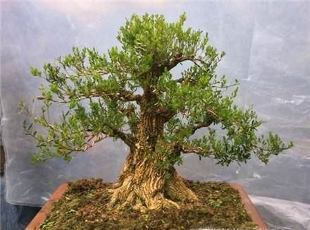 黄杨盆景制作教程