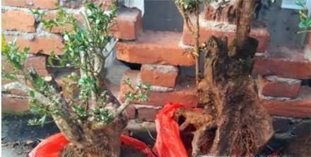 黄杨盆景制作教程