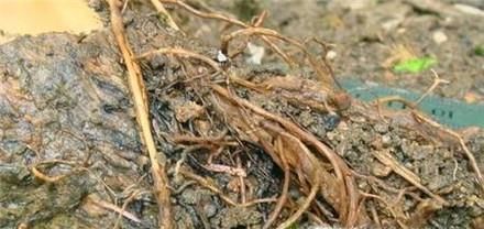 黄杨盆景制作教程