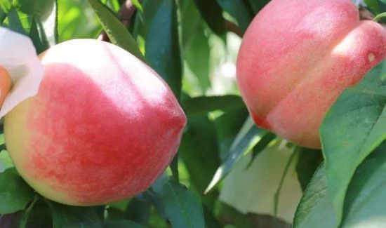 芒果可以和桃子一起吃吗?