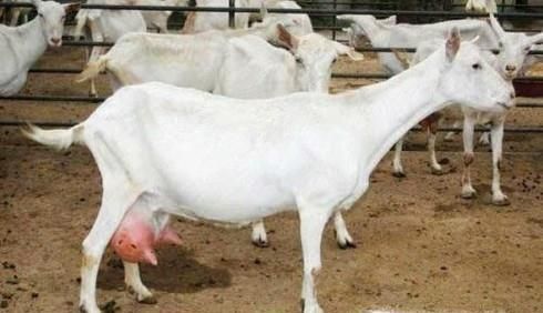 哪里的奶山羊最好