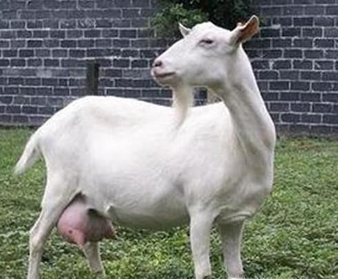 哪里的奶山羊最好