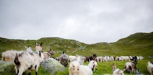 哪里的奶山羊最好