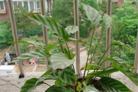 辨别花店中的常见的观赏竹芋