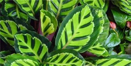 辨别花店中的常见的观赏竹芋