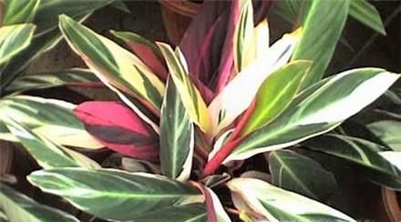 辨别花店中的常见的观赏竹芋