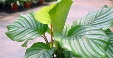 辨别花店中的常见的观赏竹芋