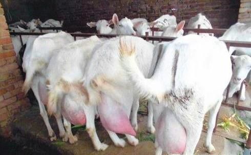 哪里的奶山羊最好